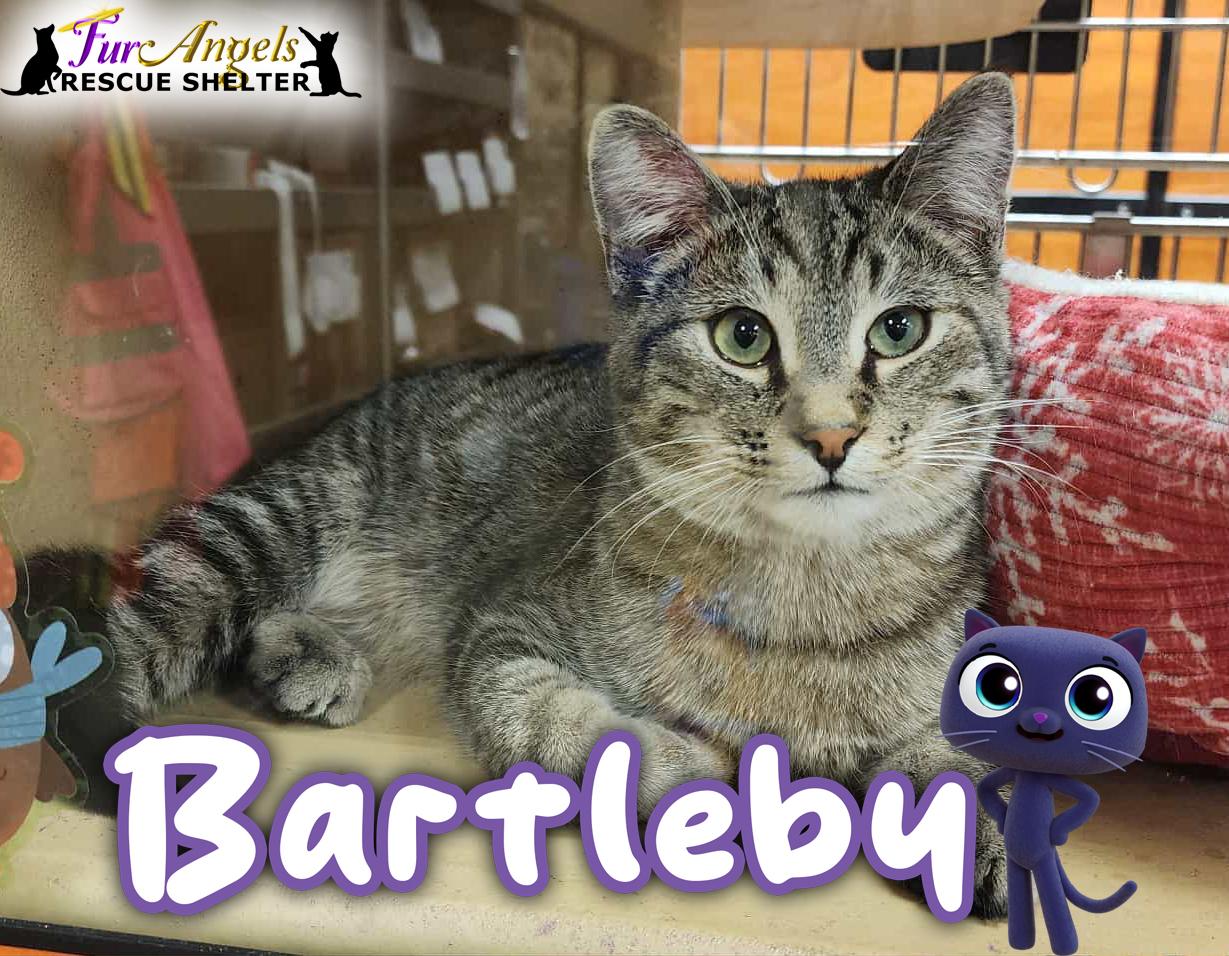Enlarge Bartleby, a Adoptable Domestic Short Hair in Toledo, OH image 1/2