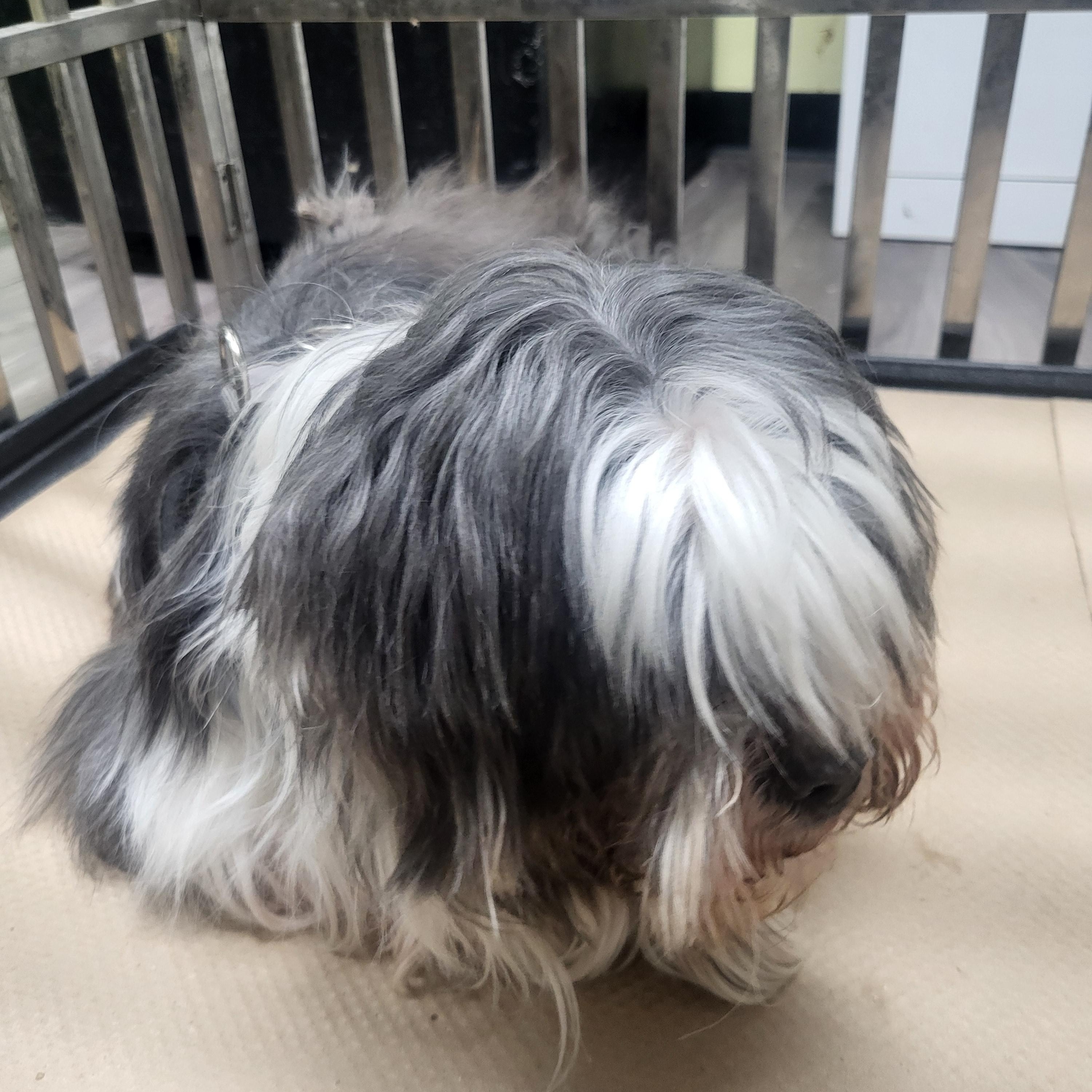 Enlarge Quazimoto, an adopted Shih Tzu in Trenton, NJ image 1/1