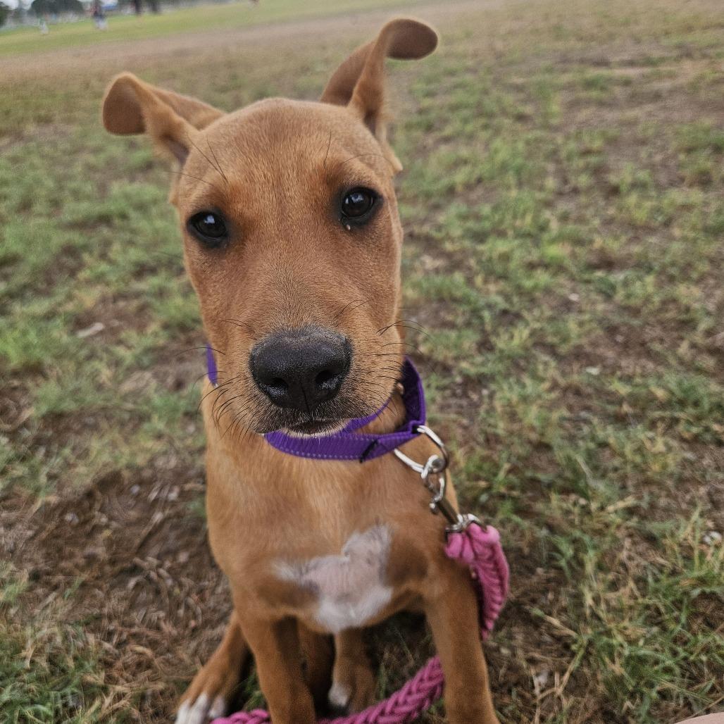 Enlarge Viper, a Adoptable mixed breed in Odessa, TX image 1/1