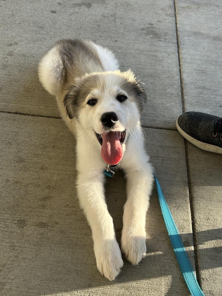 Sir Kettle Corn Crunchington, Adoptable, Puppy Male Great Pyrenees & Border Collie.