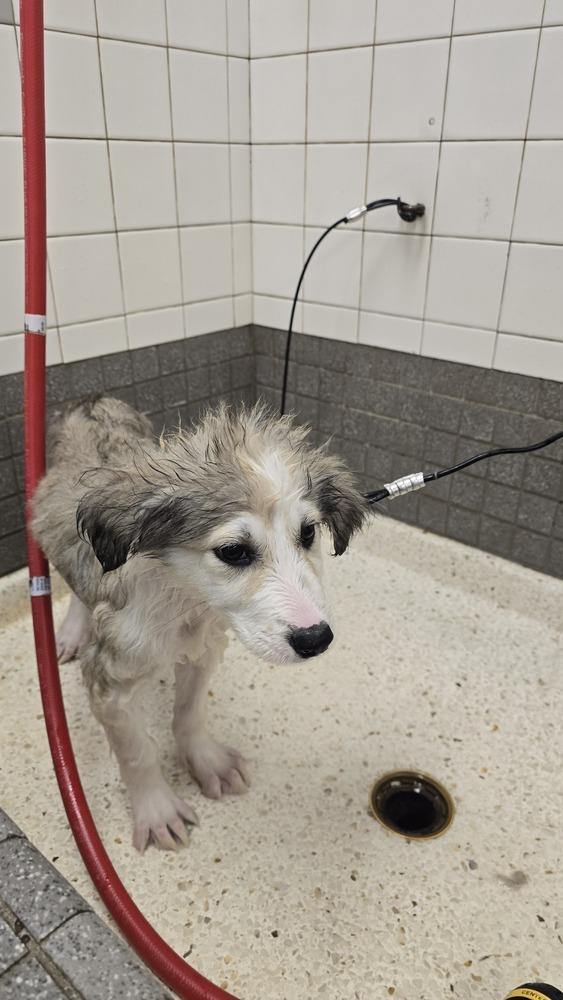 Enlarge Sir Kettle Corn Crunchington, a Adoptable mixed breed in Pacifica, CA image 2/6