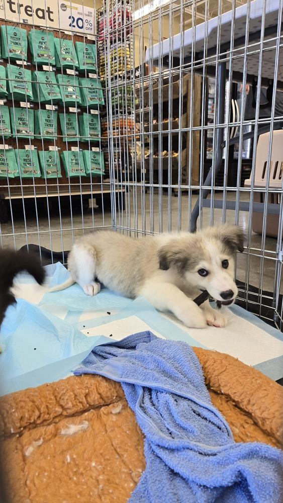Enlarge Sir Kettle Corn Crunchington, a Adoptable mixed breed in Pacifica, CA image 3/6