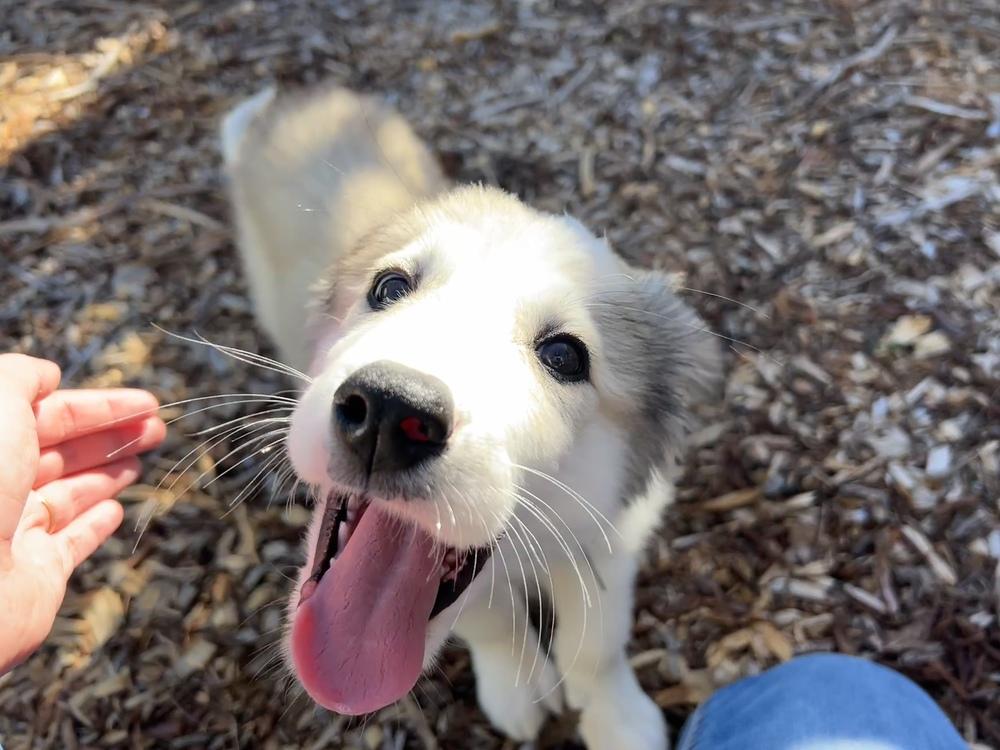 Enlarge Sir Kettle Corn Crunchington, a Adoptable mixed breed in Pacifica, CA image 5/6