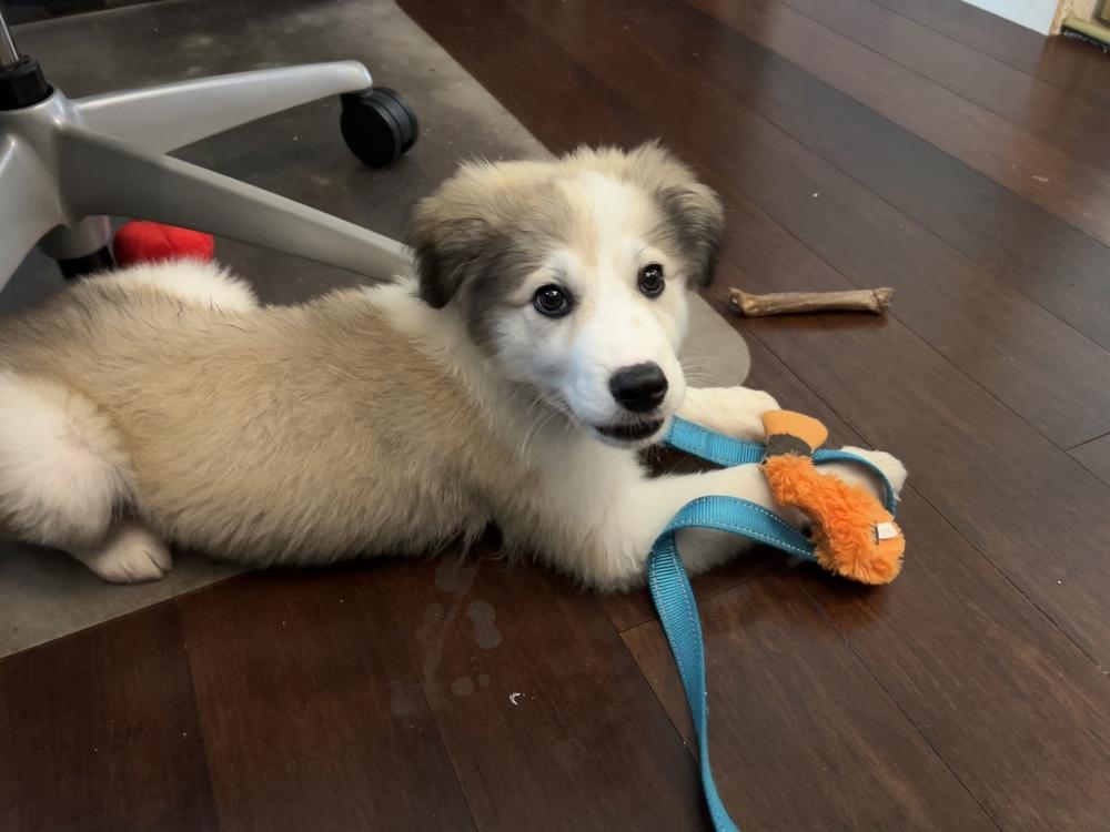 Enlarge Sir Kettle Corn Crunchington, a Adoptable mixed breed in Pacifica, CA image 6/6