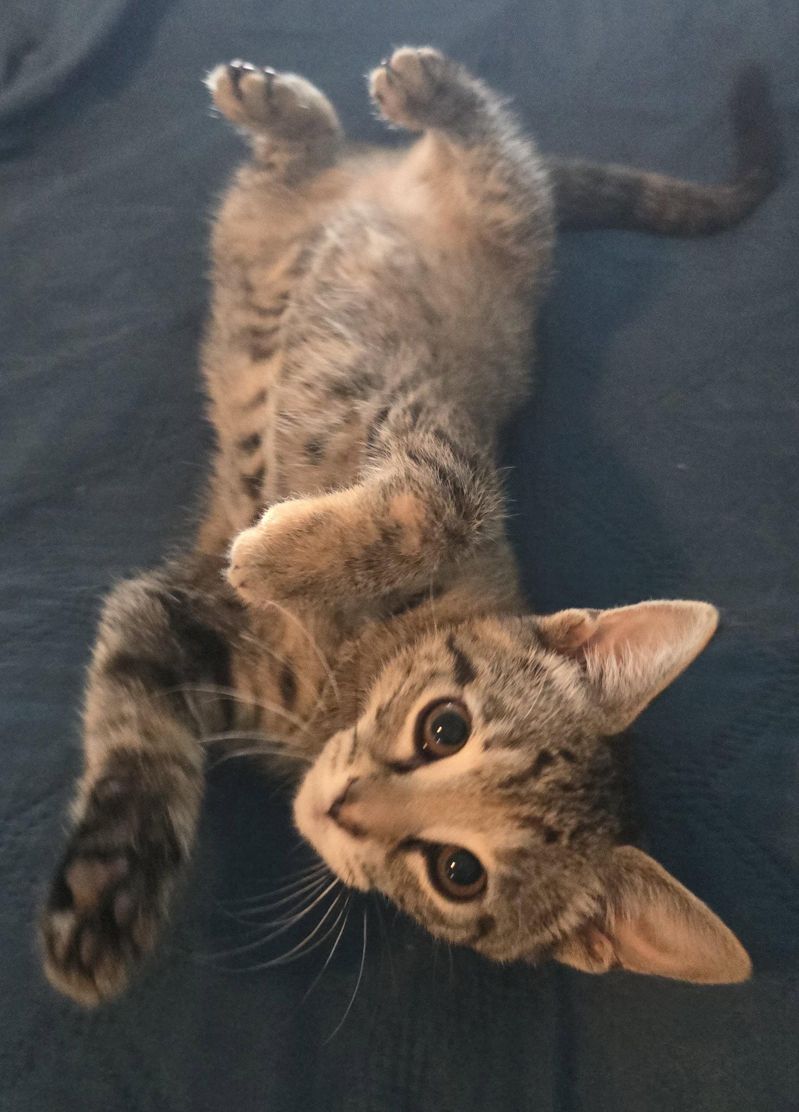 Tommy Boy, Adoptable, Kitten Male Domestic Short Hair.