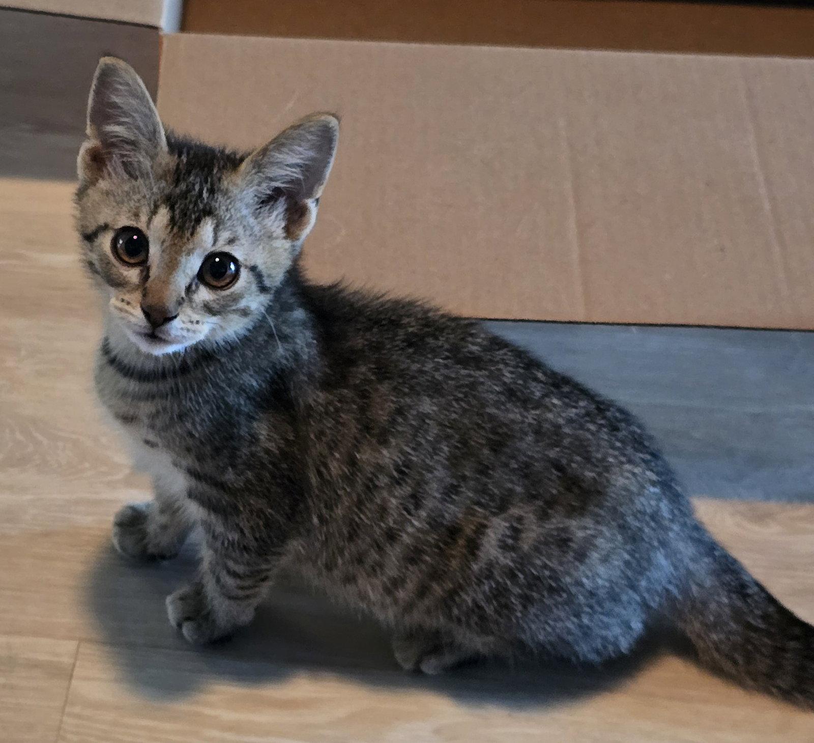 Enlarge Tommy Boy, a Adoptable Domestic Short Hair in Rowlett, TX image 3/3