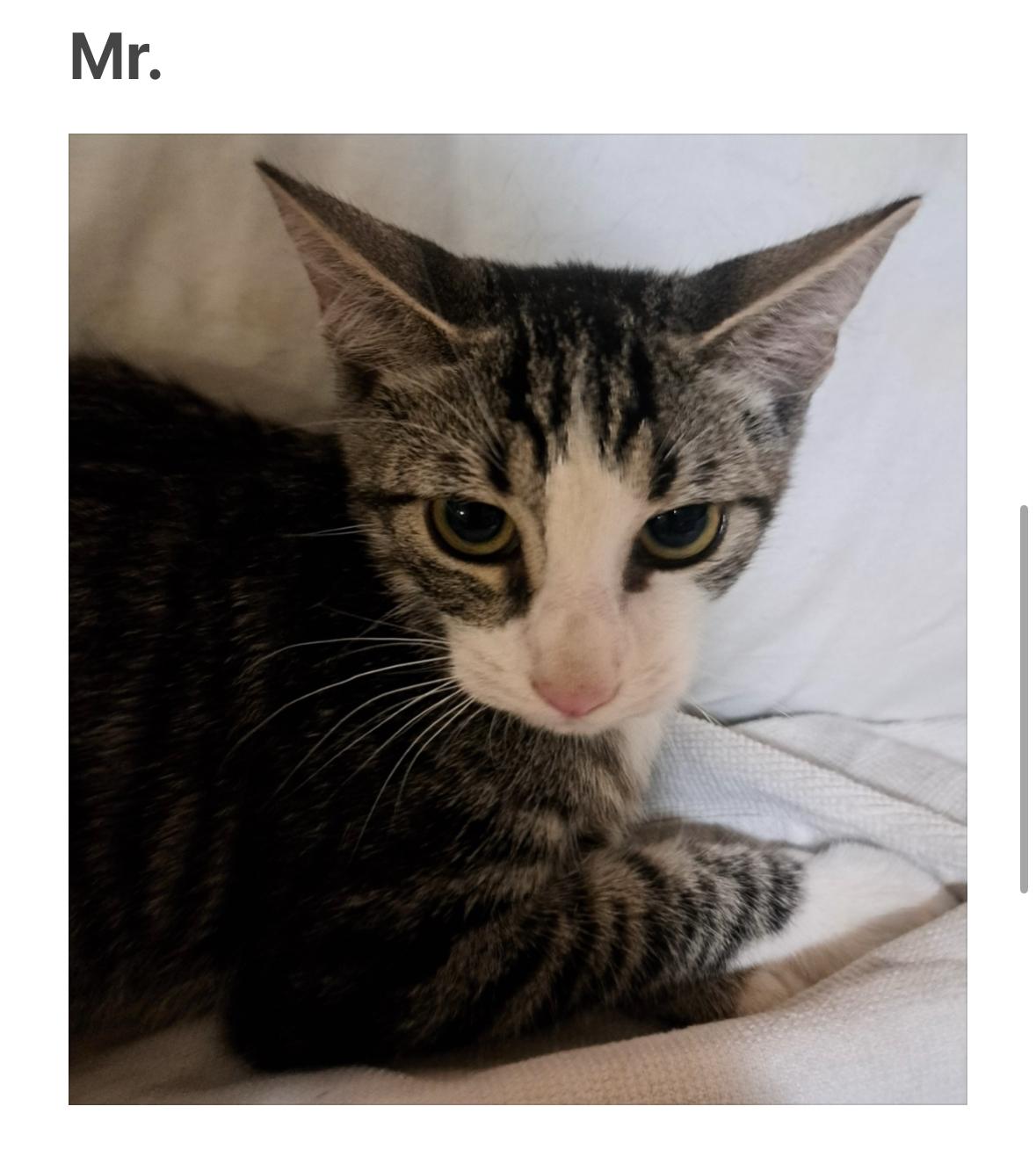 Enlarge Mr, a Adoptable Domestic Short Hair in La Canada, CA image 1/1