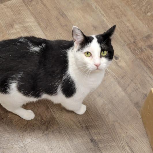 Bandit, Adoptable, Adult Female Domestic Short Hair.