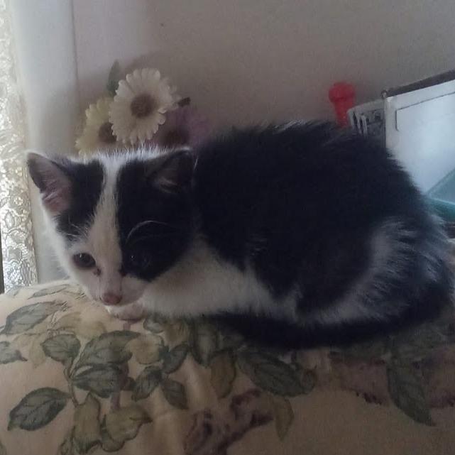 Enlarge Bandit, a Adoptable Domestic Short Hair in Grand Island, NE image 2/3