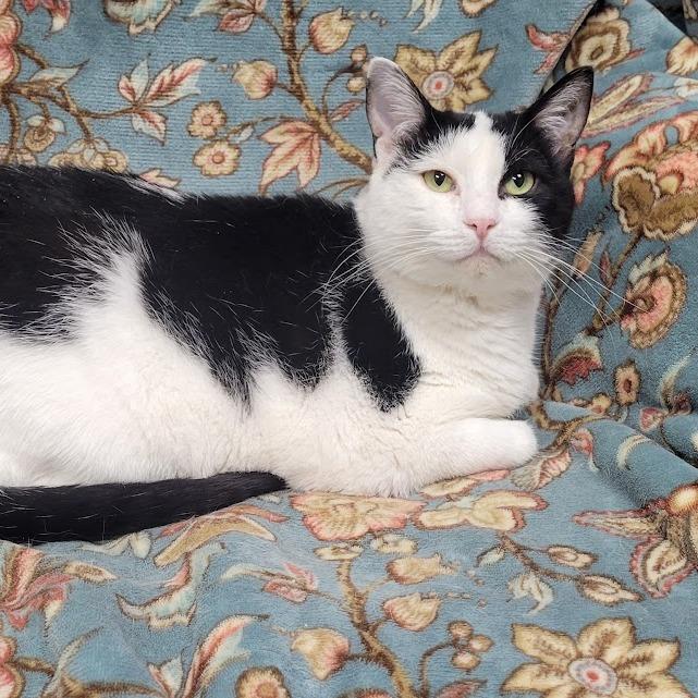 Enlarge Bandit, a Adoptable Domestic Short Hair in Grand Island, NE image 3/3