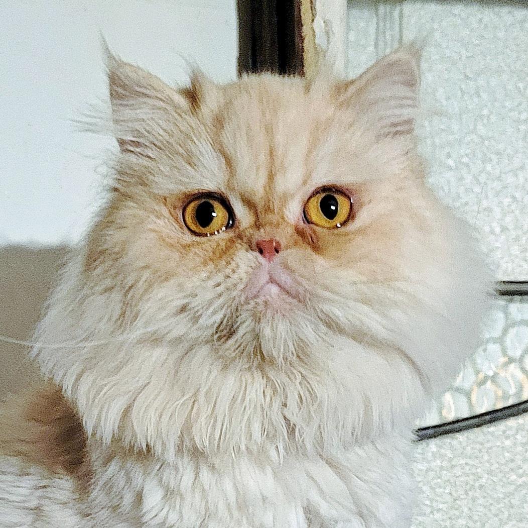 Leia