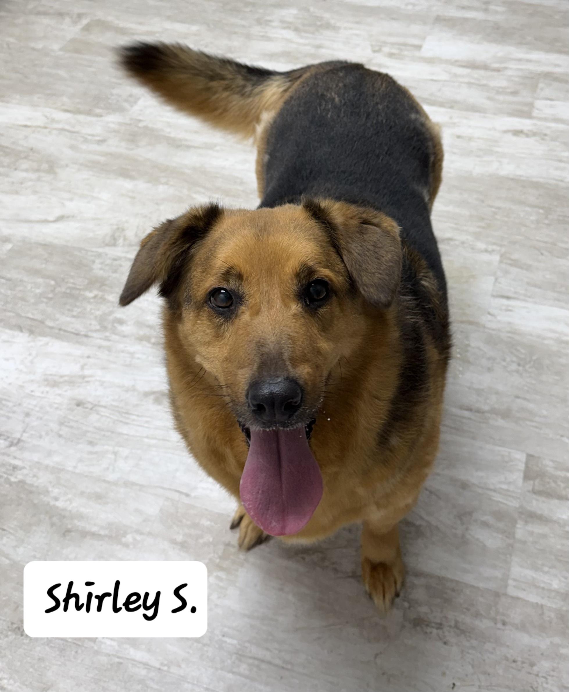 Shirley S, ADOPTABLE, Adult Female German Shepherd Dog.