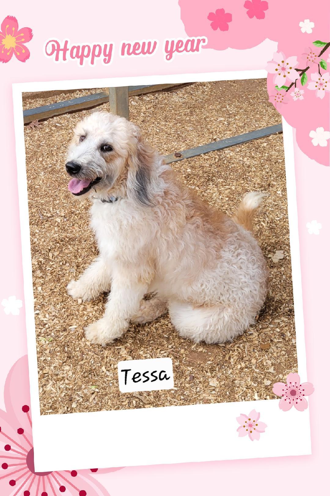 Tessa, ADOPTABLE, Adult Female Poodle.