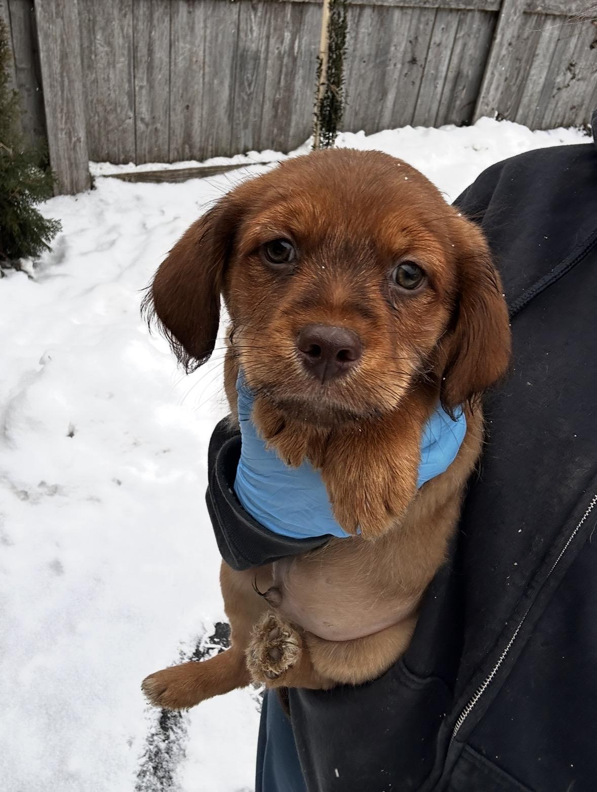 Enlarge Junco, a ADOPTABLE mixed breed in Arlington Heights, IL image 5/5