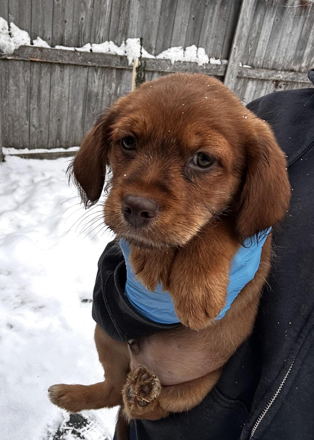 Enlarge Junco, a ADOPTABLE mixed breed in Arlington Heights, IL image 2/5