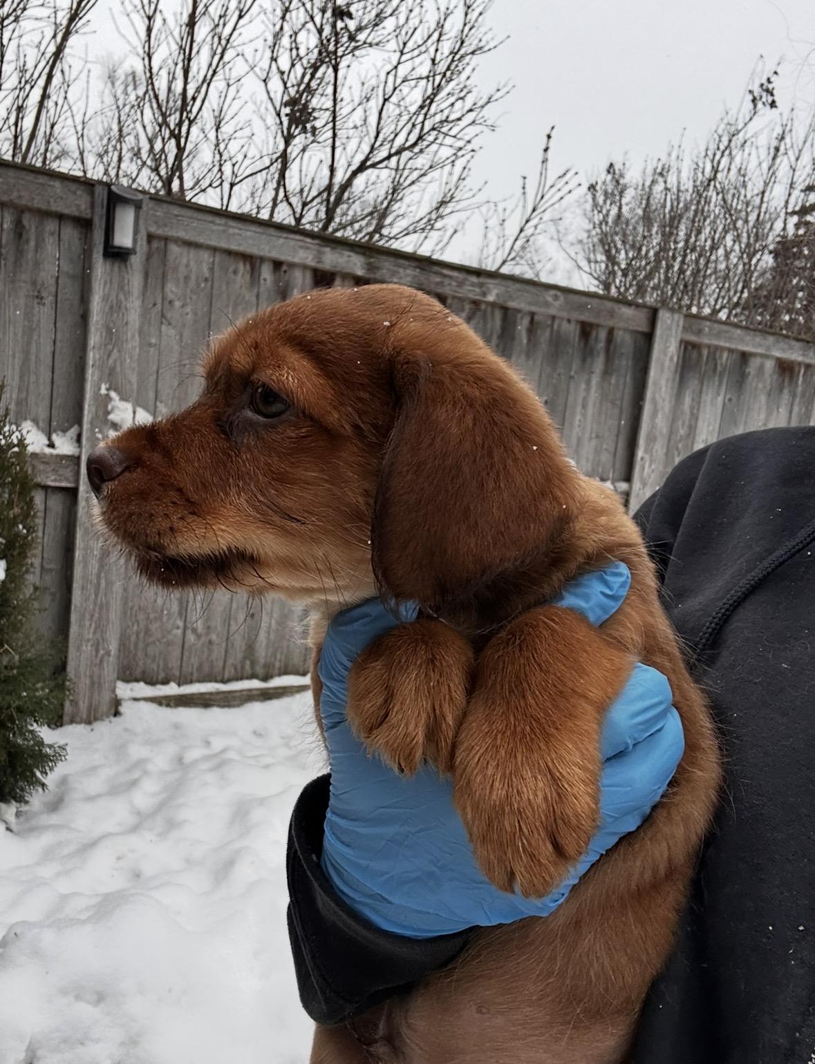 Enlarge Junco, a ADOPTABLE mixed breed in Arlington Heights, IL image 4/5