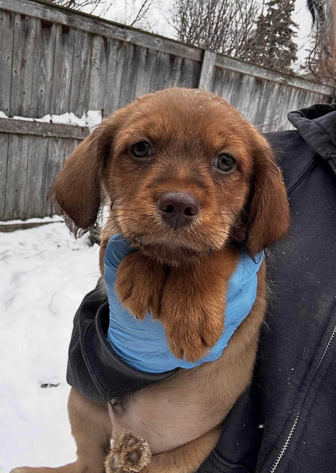 Enlarge Junco, a ADOPTABLE mixed breed in Arlington Heights, IL image 3/5