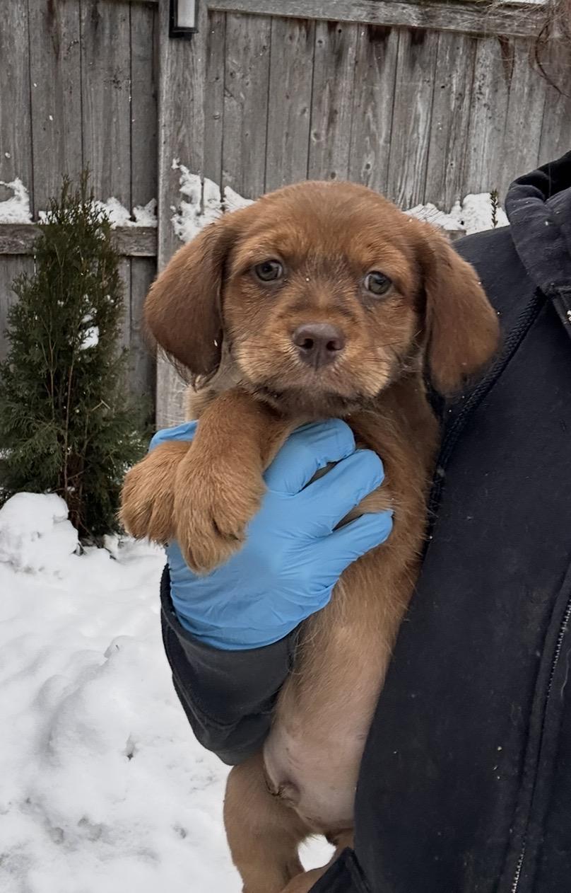 Enlarge Junco, a ADOPTABLE mixed breed in Arlington Heights, IL image 1/5