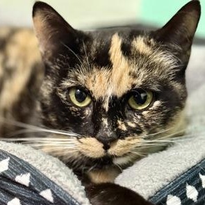 Khloe, Adoptable, Young Female Domestic Short Hair.