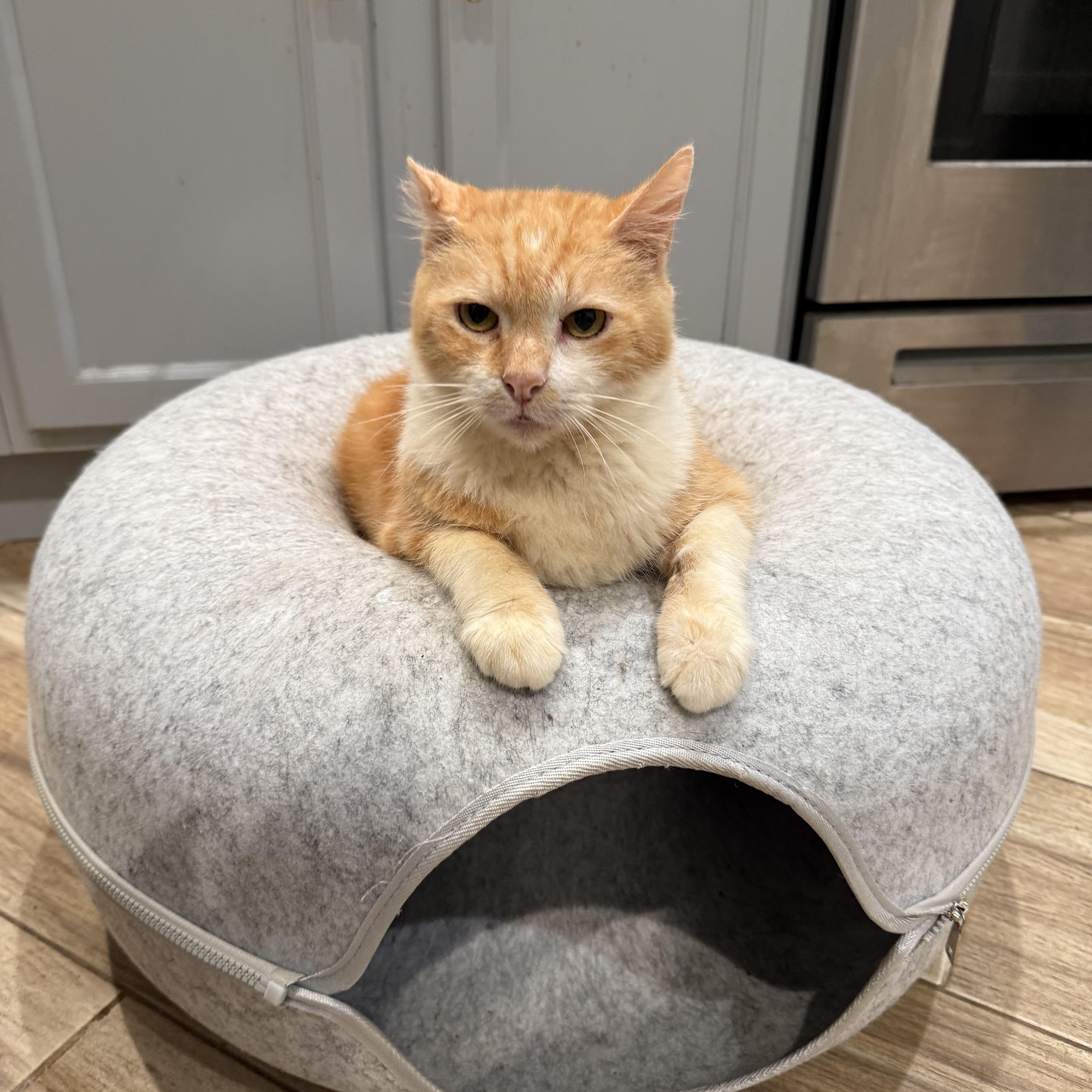 Enlarge Mango, a Adoptable Domestic Short Hair in Malibu, CA image 2/5