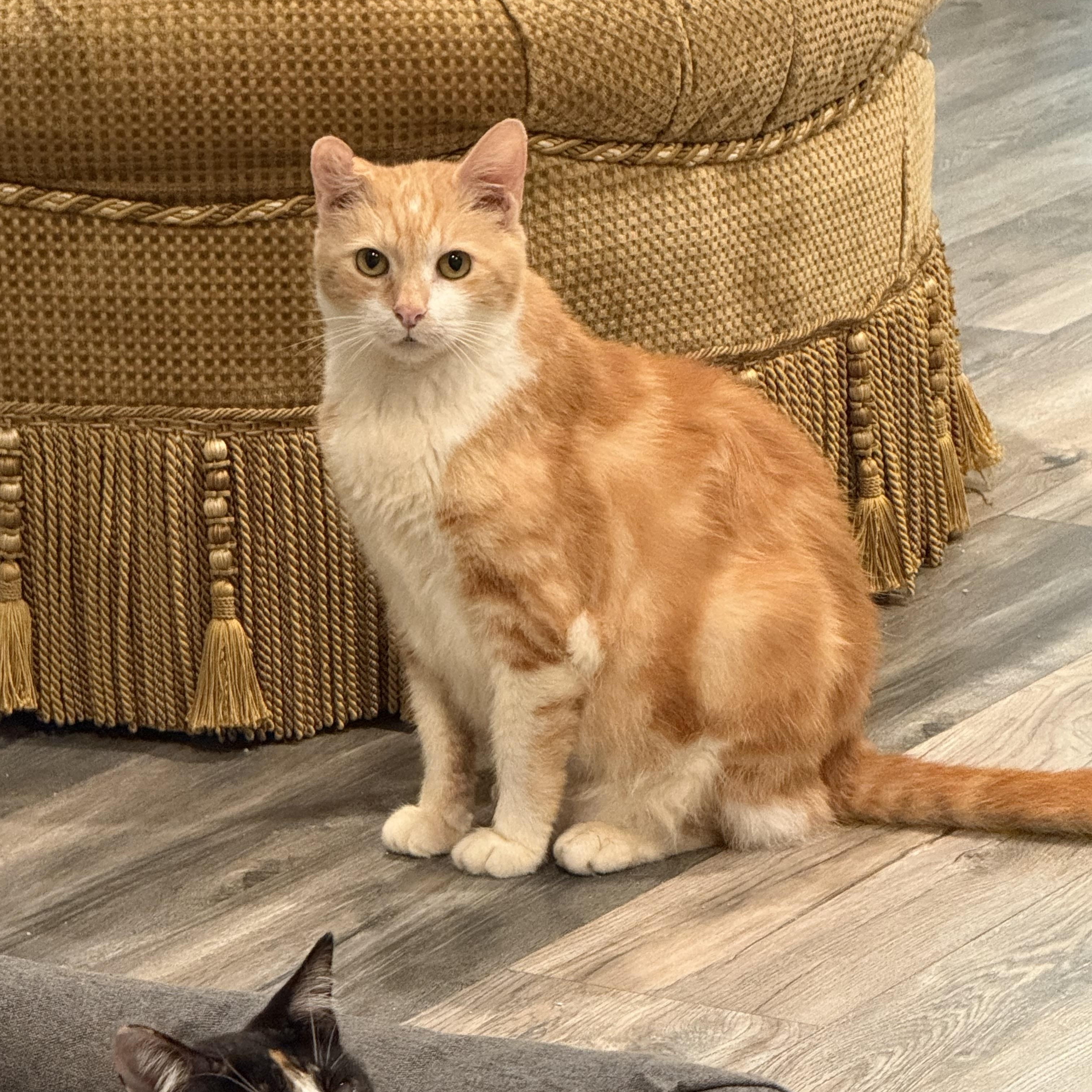 Enlarge Mango, a Adoptable Domestic Short Hair in Malibu, CA image 3/5