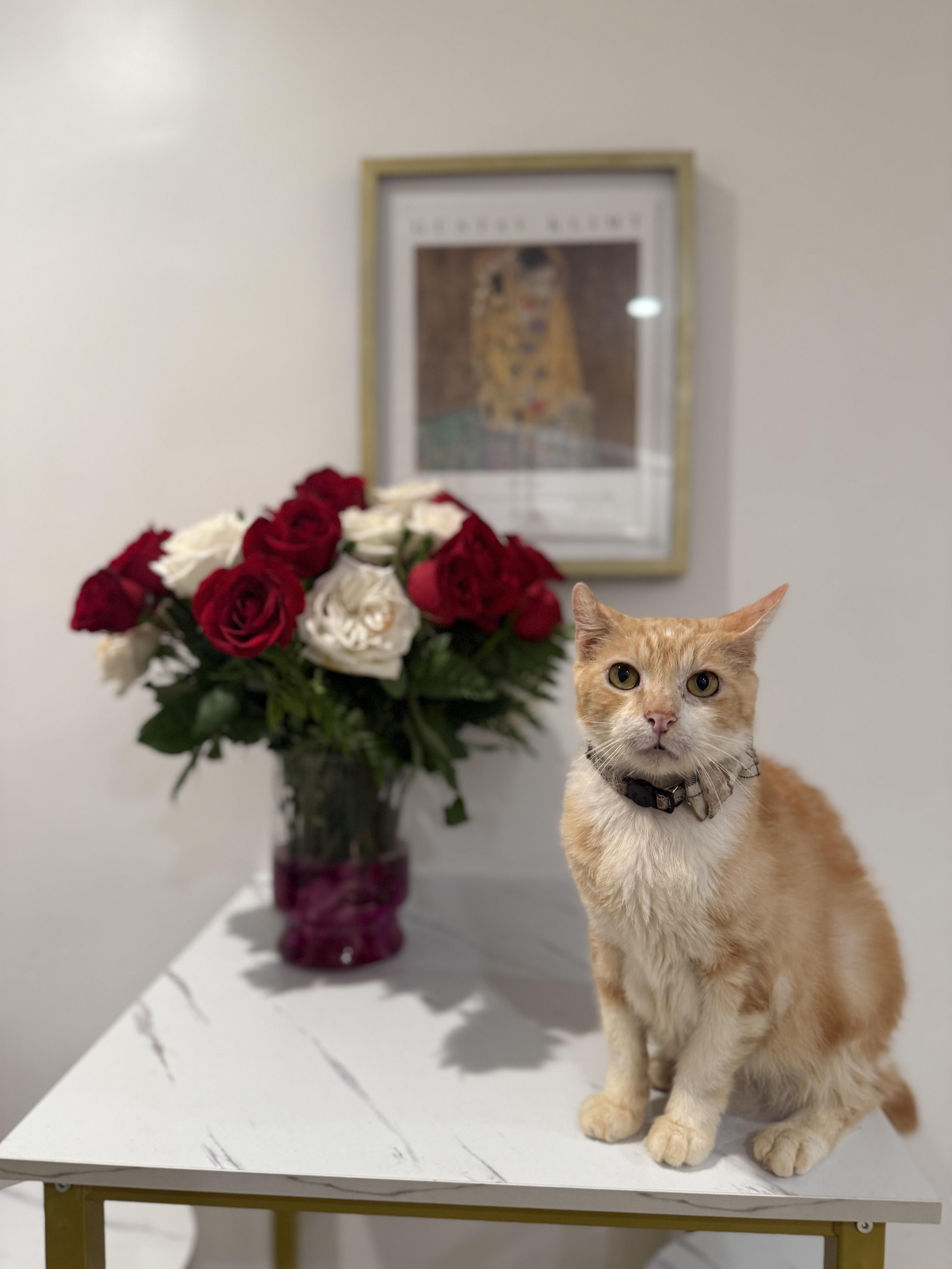 Enlarge Mango, a Adoptable Domestic Short Hair in Malibu, CA image 1/5