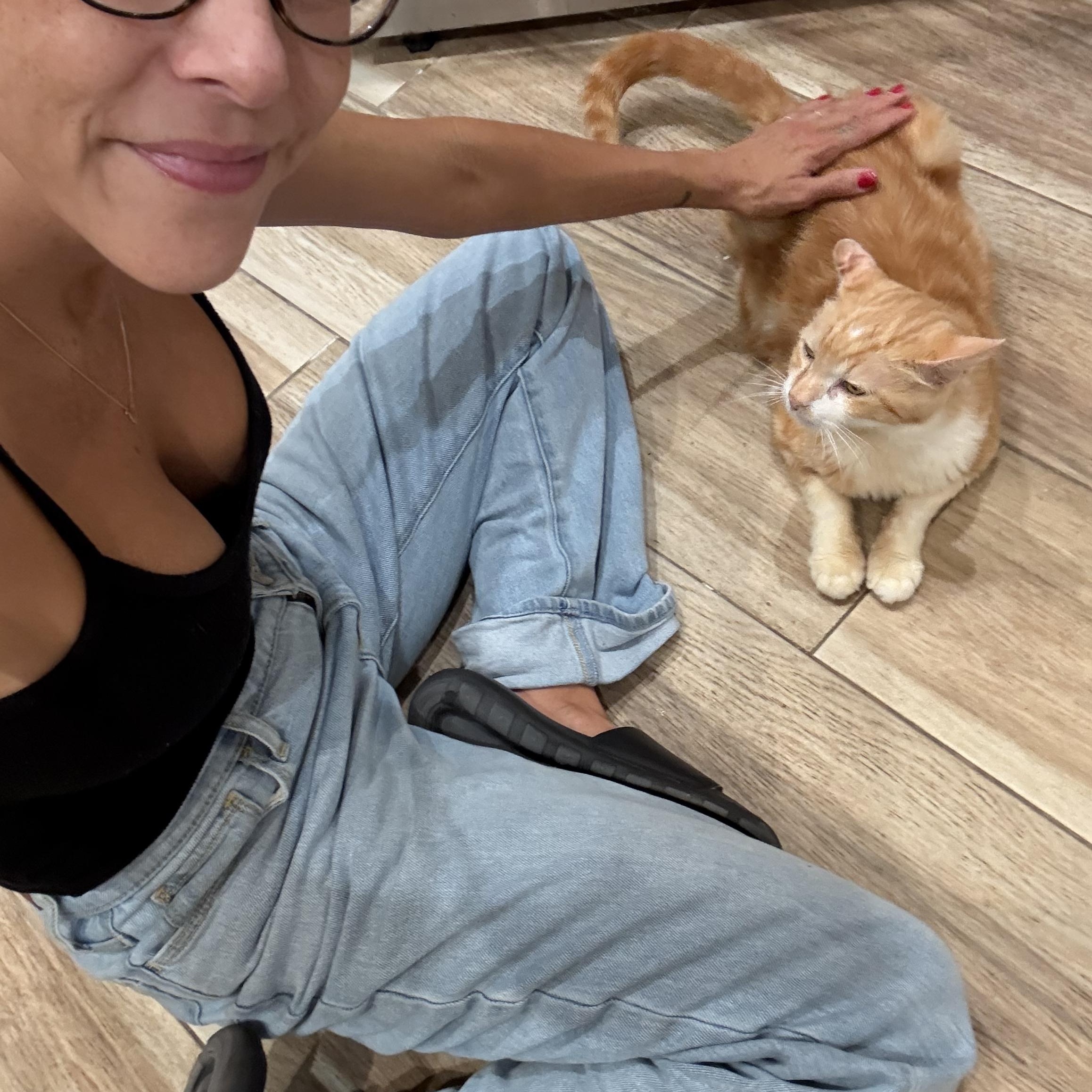 Enlarge Mango, a Adoptable Domestic Short Hair in Malibu, CA image 4/5