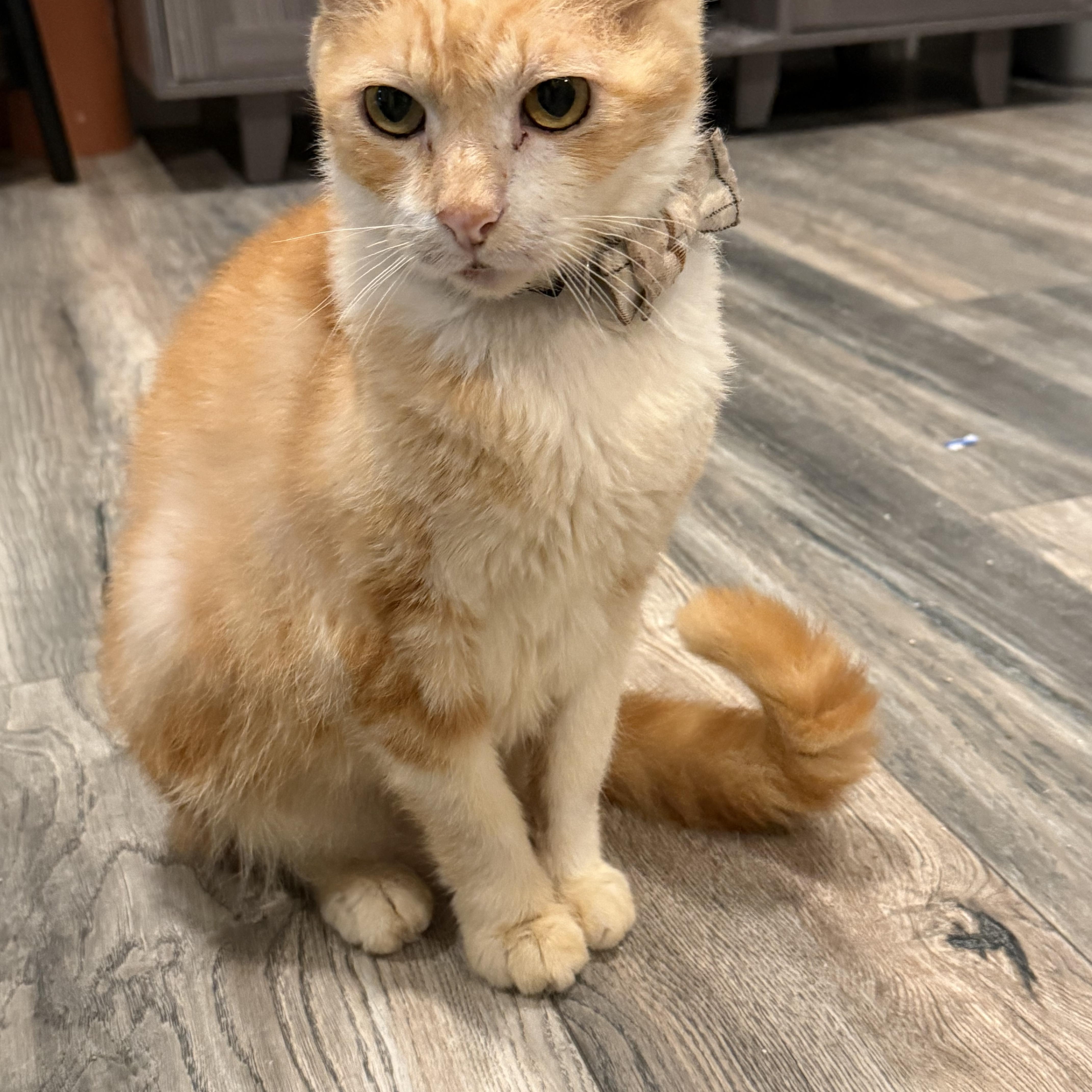 Enlarge Mango, a Adoptable Domestic Short Hair in Malibu, CA image 5/5