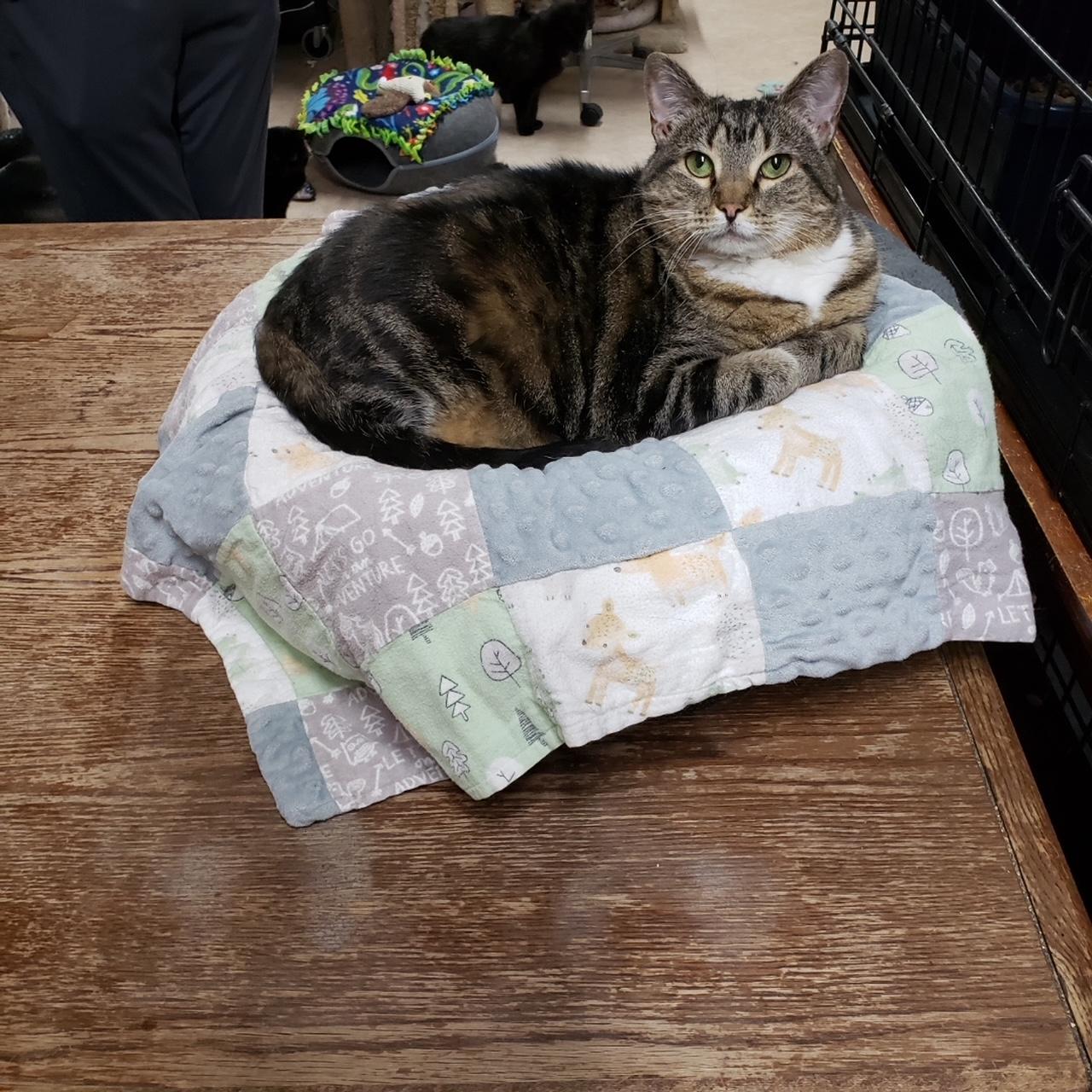 Enlarge Clarabel, a Adoptable mixed breed in Sherwood, OR image 2/5