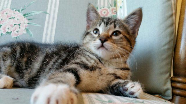 Enlarge Clarabel, a Adoptable mixed breed in Sherwood, OR image 1/3