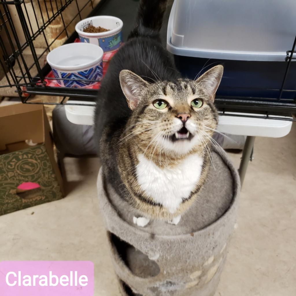 Enlarge Clarabel, a Adoptable mixed breed image 2/3