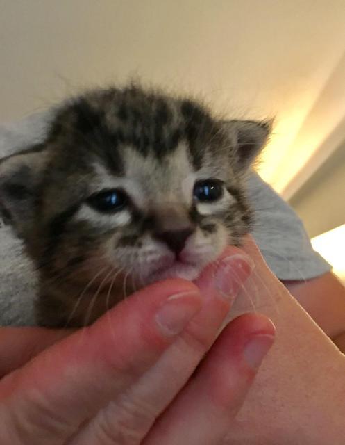 Enlarge Clarabel, a Adoptable mixed breed in Sherwood, OR image 3/3