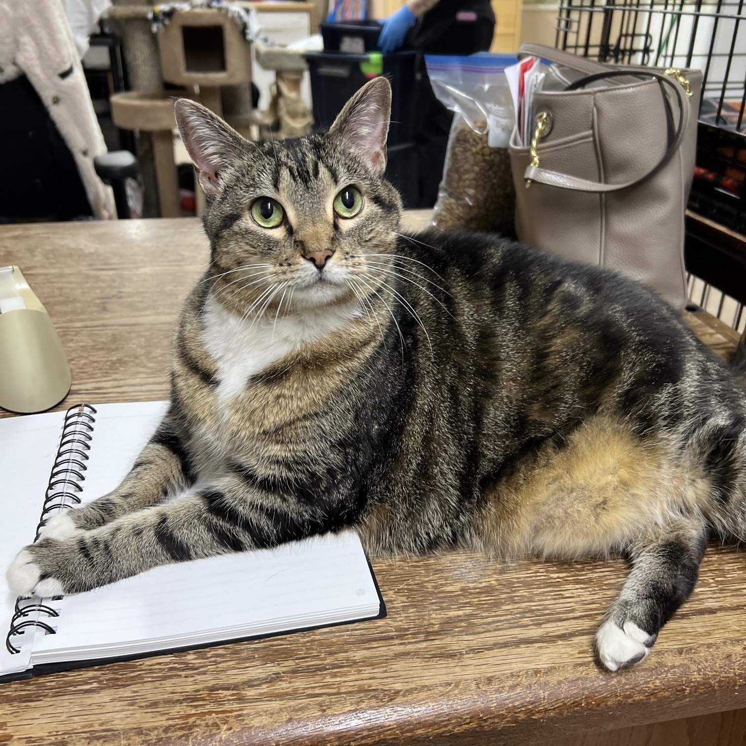 Enlarge Clarabel, a Adoptable mixed breed in Sherwood, OR image 1/5