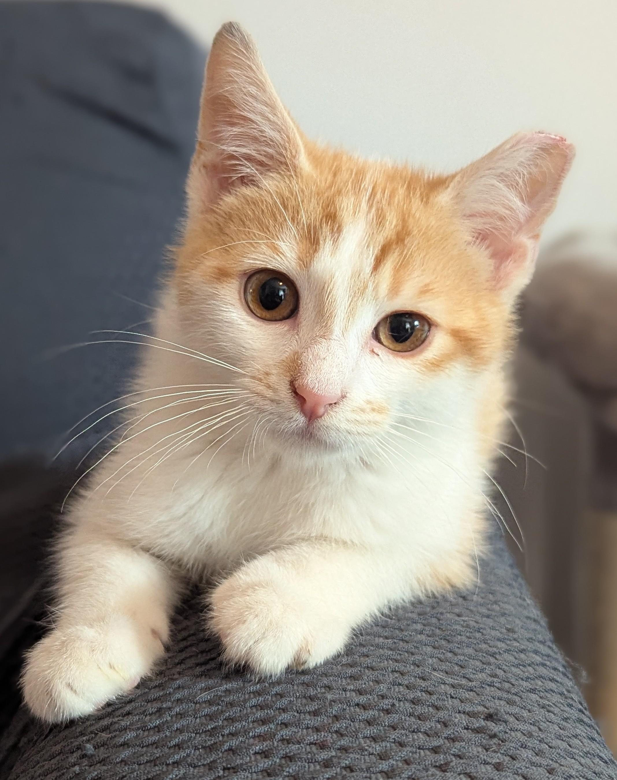 Olive, Adoptable, Young Male Domestic Short Hair.