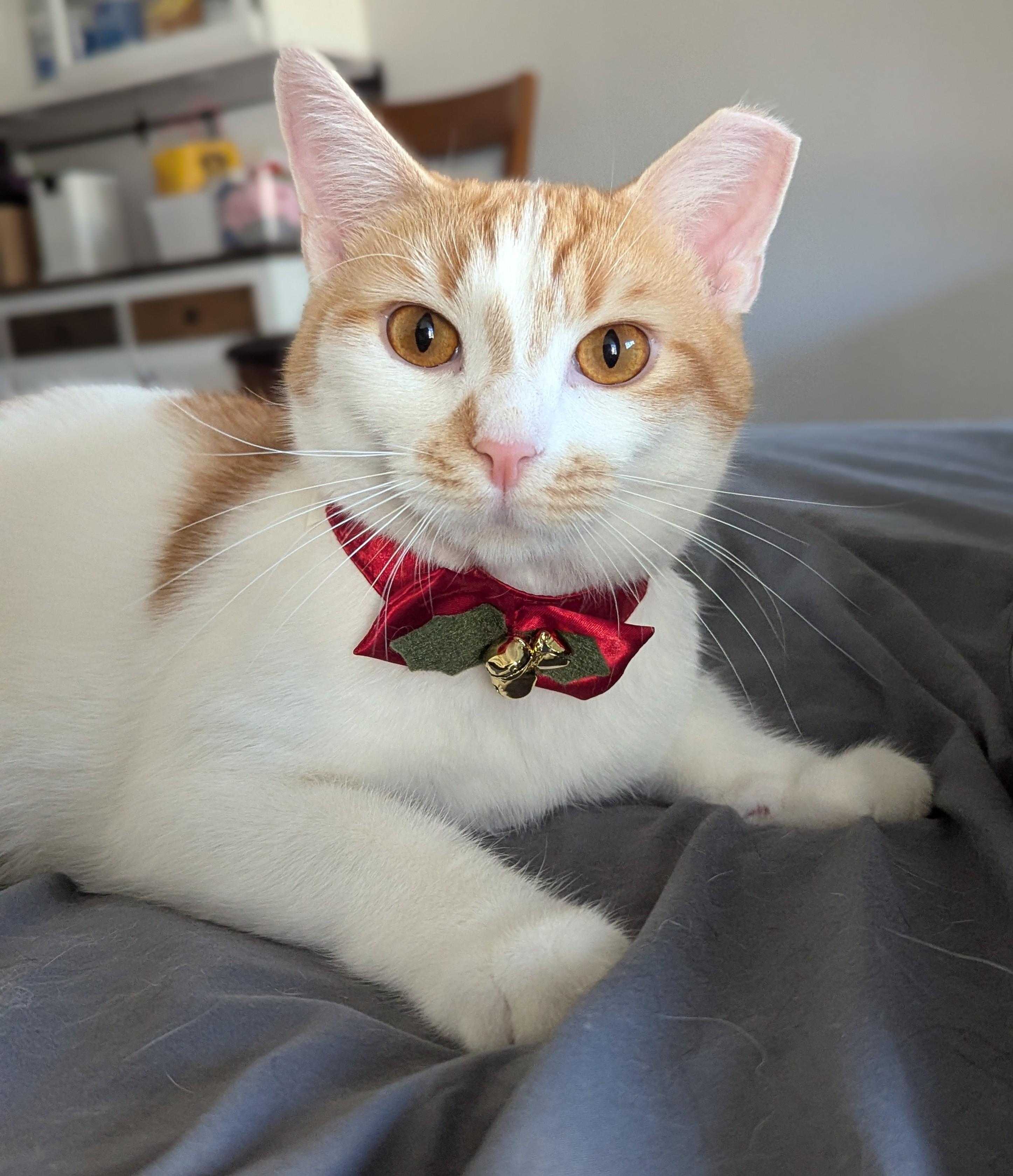 Olive, Adoptable, Young Male Domestic Short Hair.