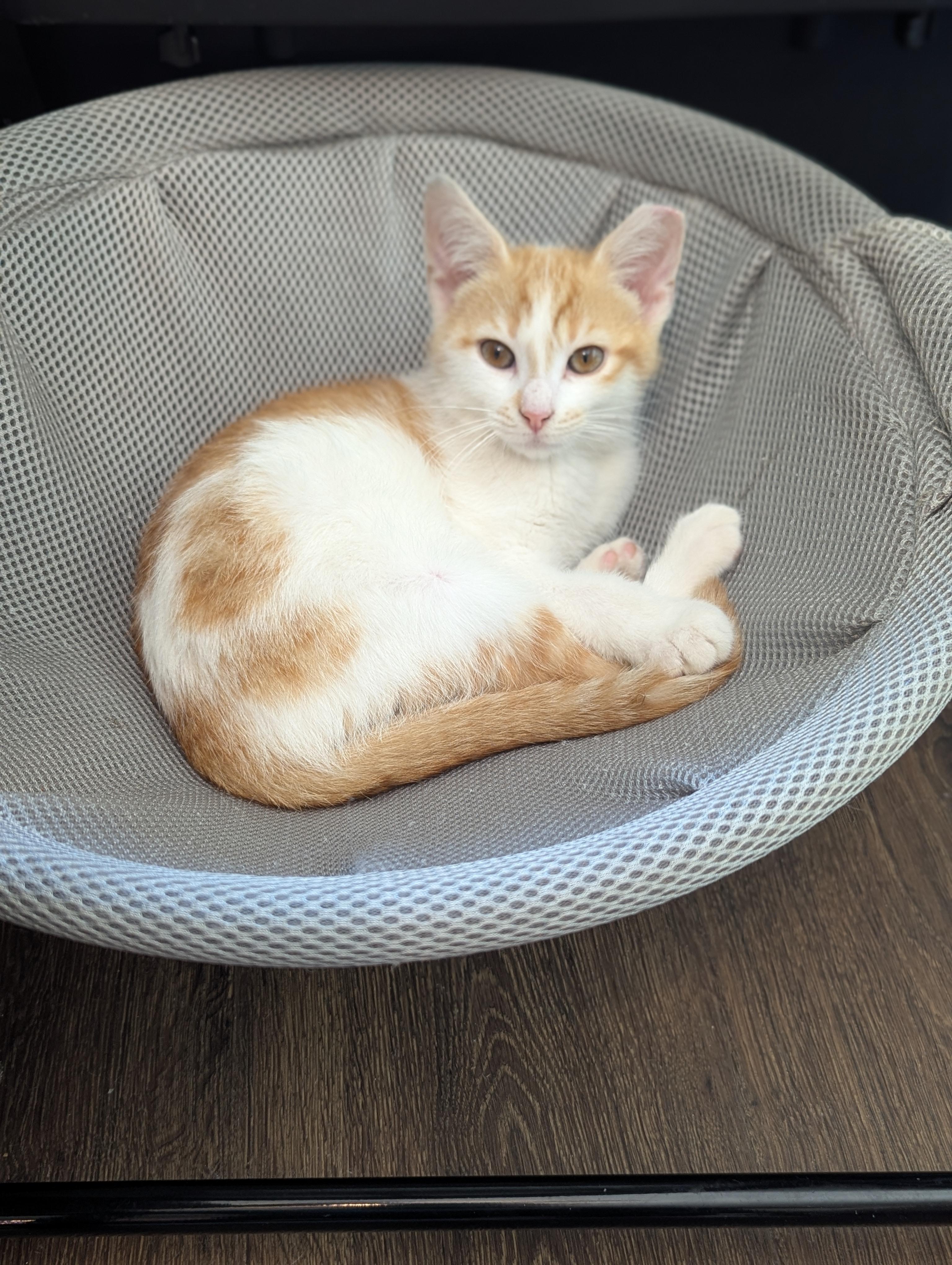 Enlarge Olive, a Adoptable Domestic Short Hair in Charlotte, NC image 3/5