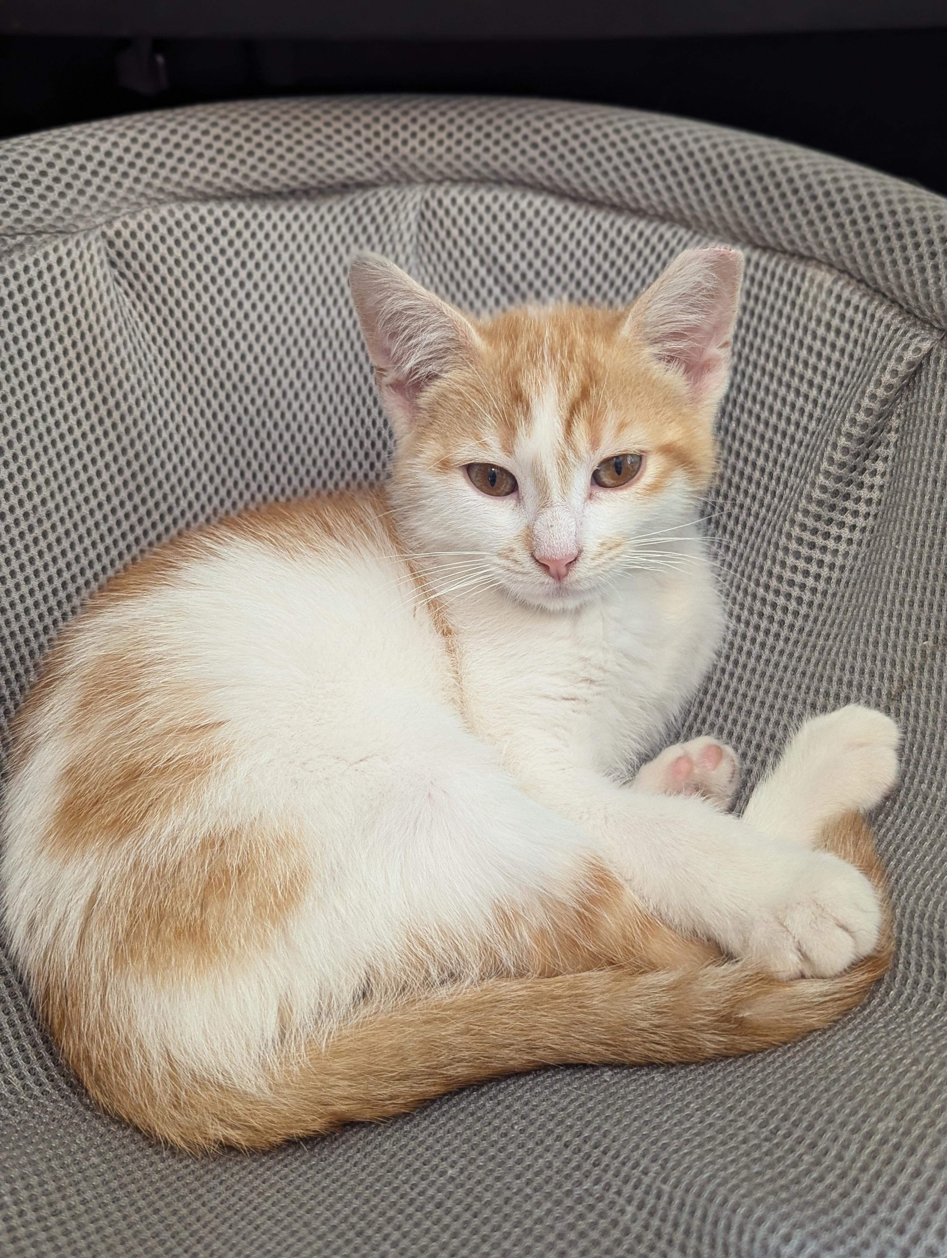 Enlarge Olive, a Adoptable Domestic Short Hair in Charlotte, NC image 4/5