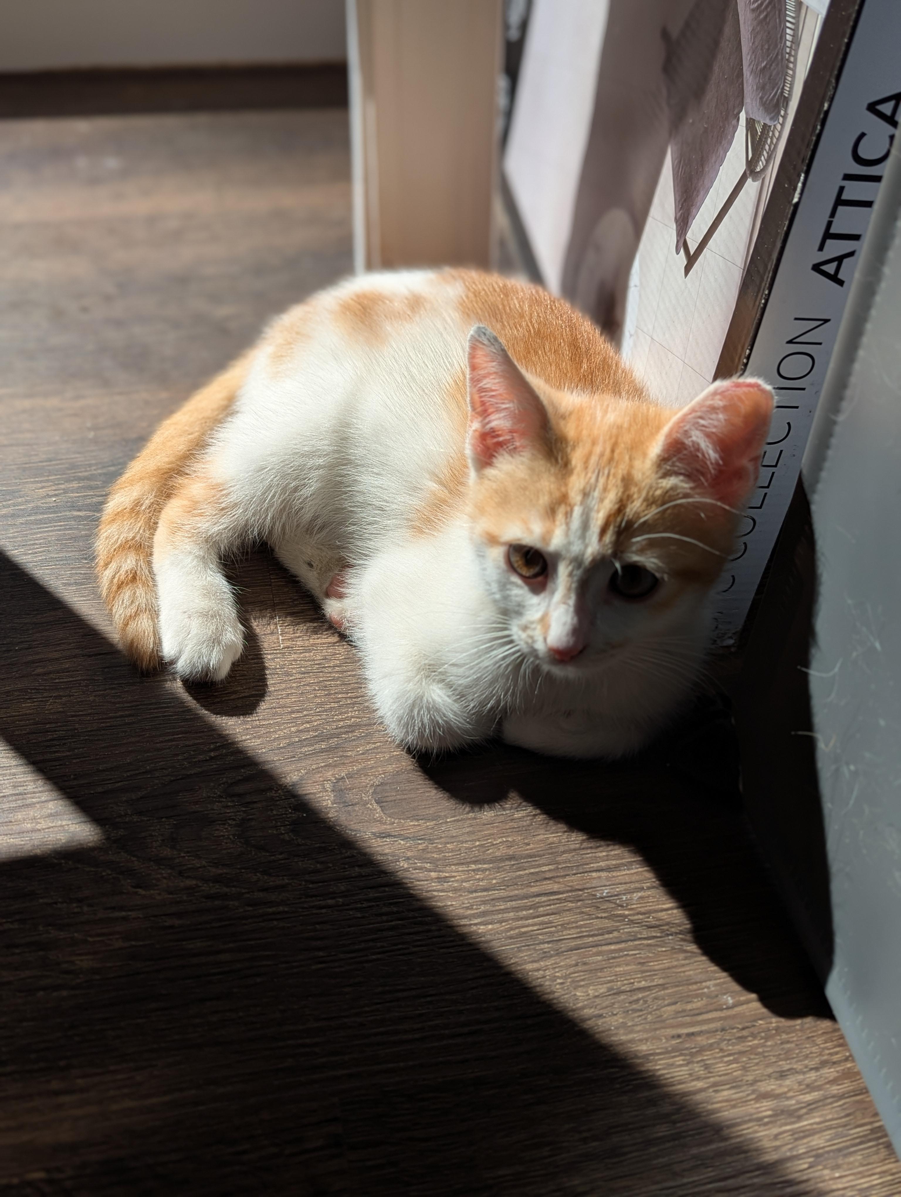 Enlarge Olive, a Adoptable Domestic Short Hair in Charlotte, NC image 5/5