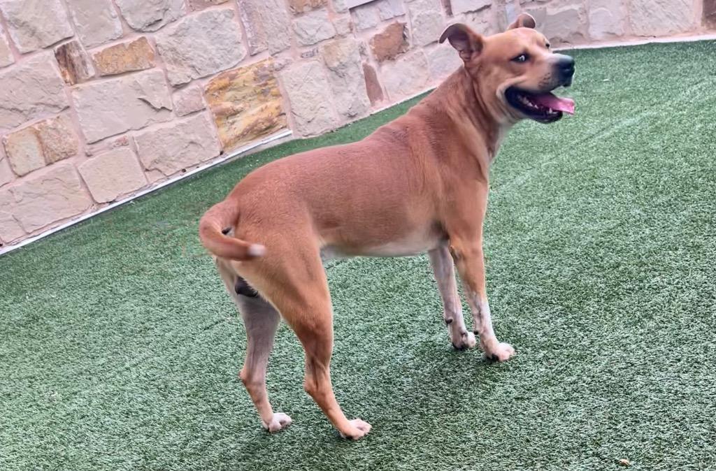 Taz, Adoptable, Young Male Pit Bull Terrier.