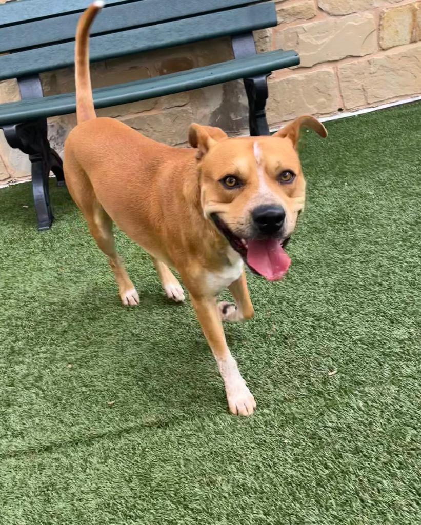 Enlarge Taz, a Adoptable mixed breed in Seguin, TX image 2/3