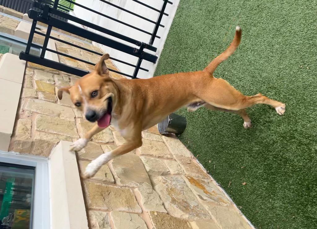 Enlarge Taz, a Adoptable mixed breed in Seguin, TX image 3/3