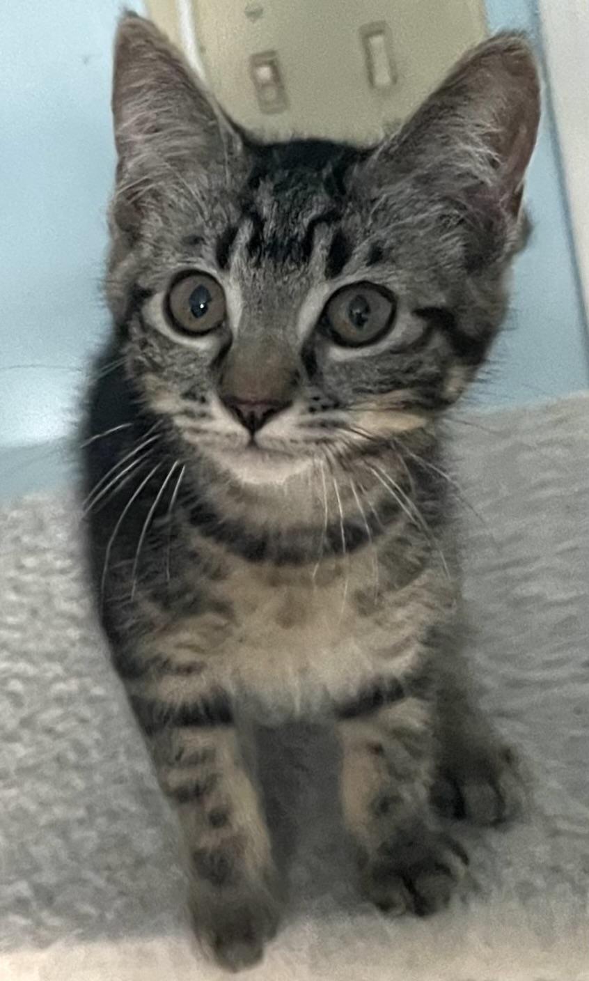 Obsidian, Baby Female unknown