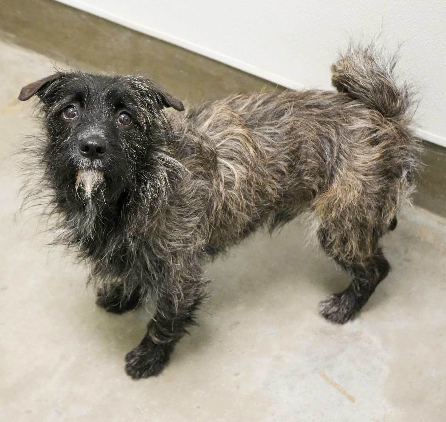 Mr Stubby is a smushy charming goofball! VIDEO! , a ADOPTABLE mixed breed in Bedford Hills, NY image 6/6