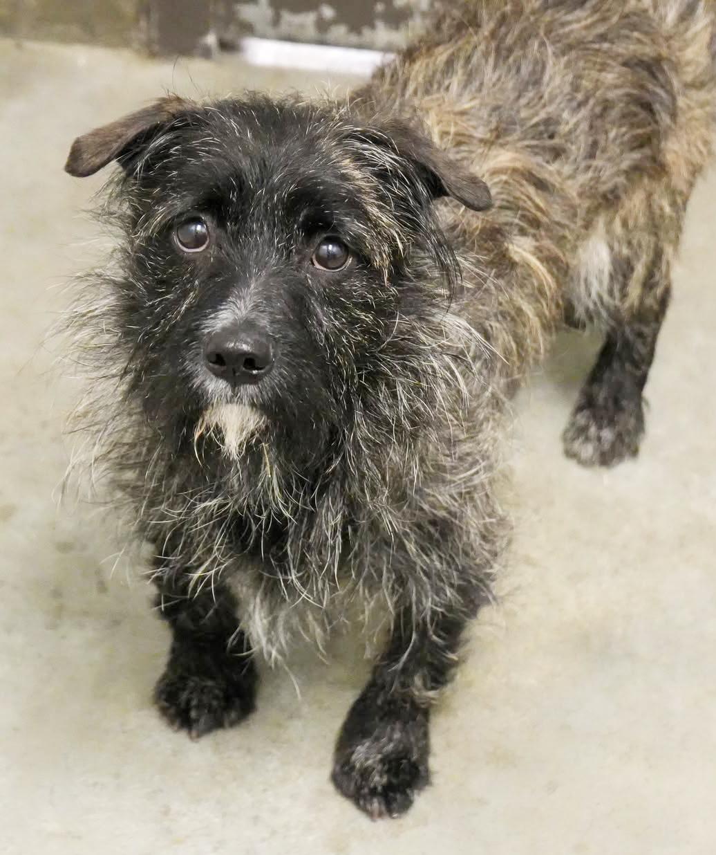 Mr Stubby is a smushy charming goofball! VIDEO! , a ADOPTABLE mixed breed in Bedford Hills, NY image 2/6