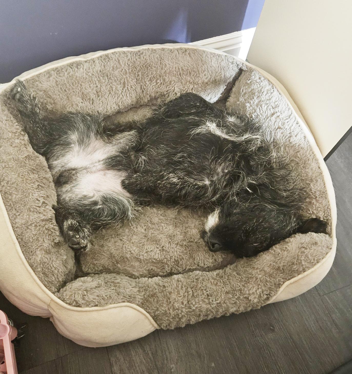 Mr Stubby is a smushy charming goofball! VIDEO! , a ADOPTABLE mixed breed in Bedford Hills, NY image 5/6