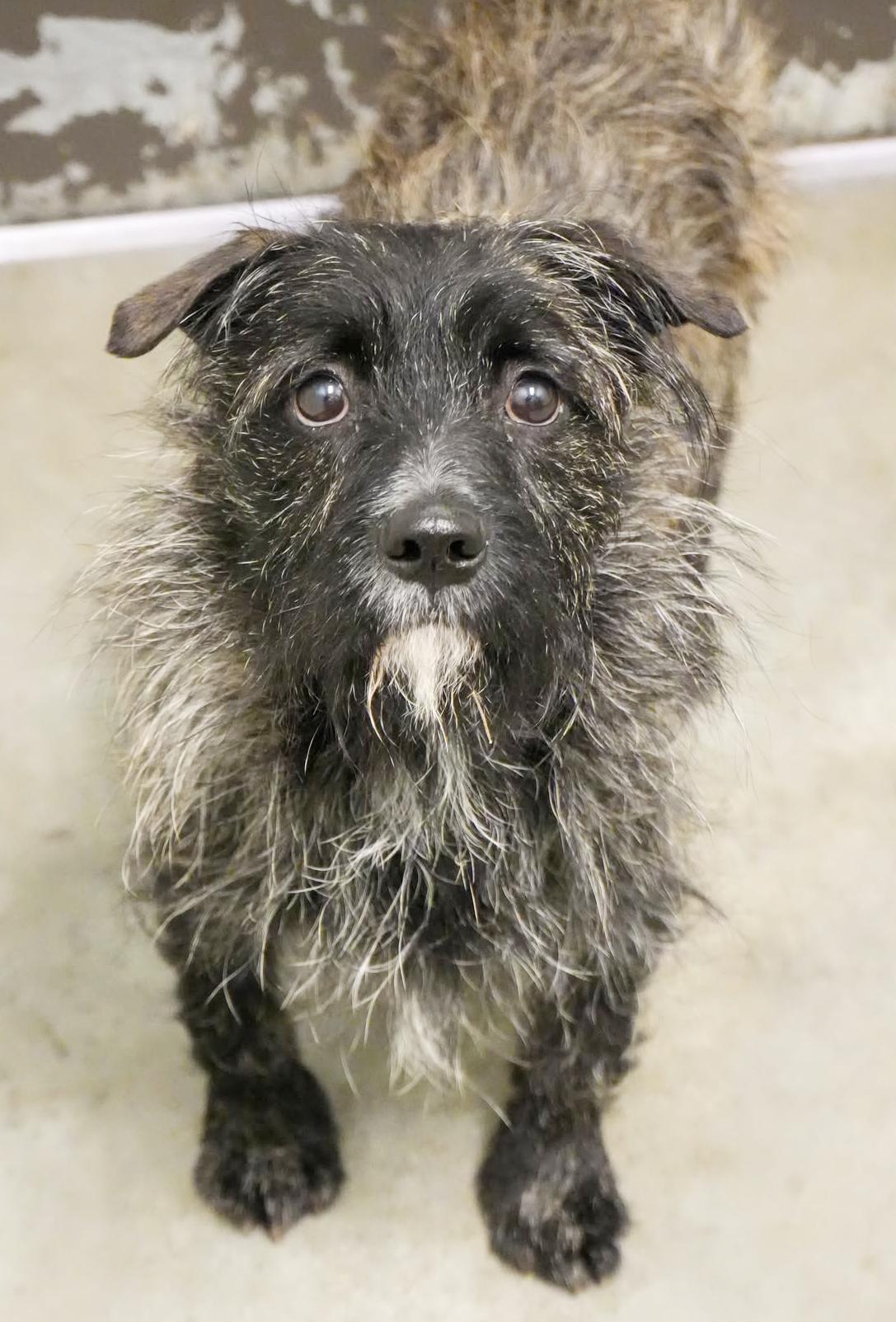 Mr Stubby is a smushy charming goofball! VIDEO! , a ADOPTABLE mixed breed in Bedford Hills, NY image 1/6