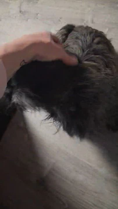 Enlarge Mr Stubby is a smushy charming goofball!  VIDEO!   , a ADOPTABLE mixed breed in Bedford Hills, NY video 3/6