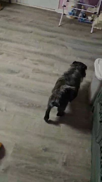 Enlarge Mr Stubby is a smushy charming goofball!  VIDEO!   , a ADOPTABLE mixed breed in Bedford Hills, NY video 4/6