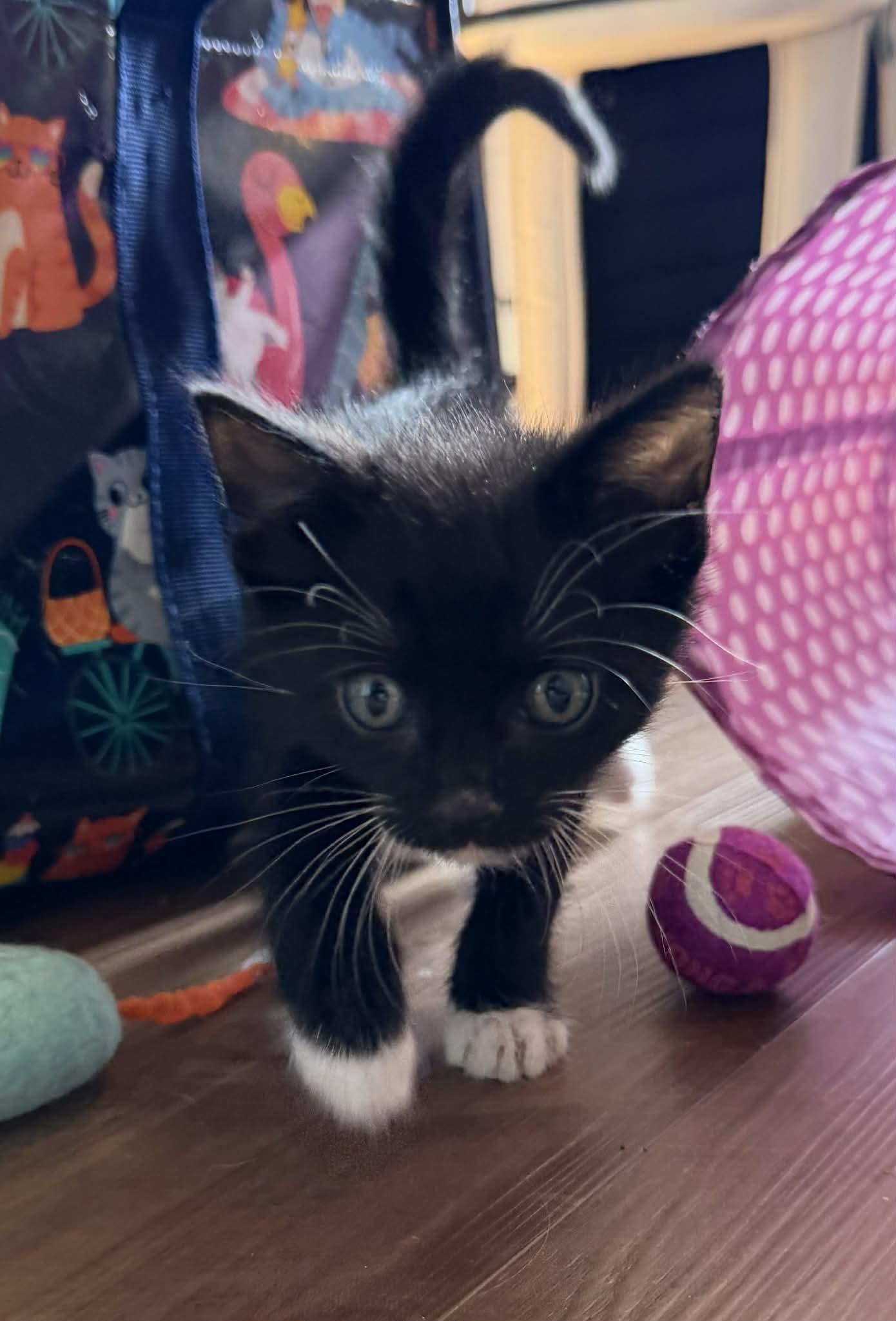 Talen, Adoptable, Kitten Male Domestic Short Hair.