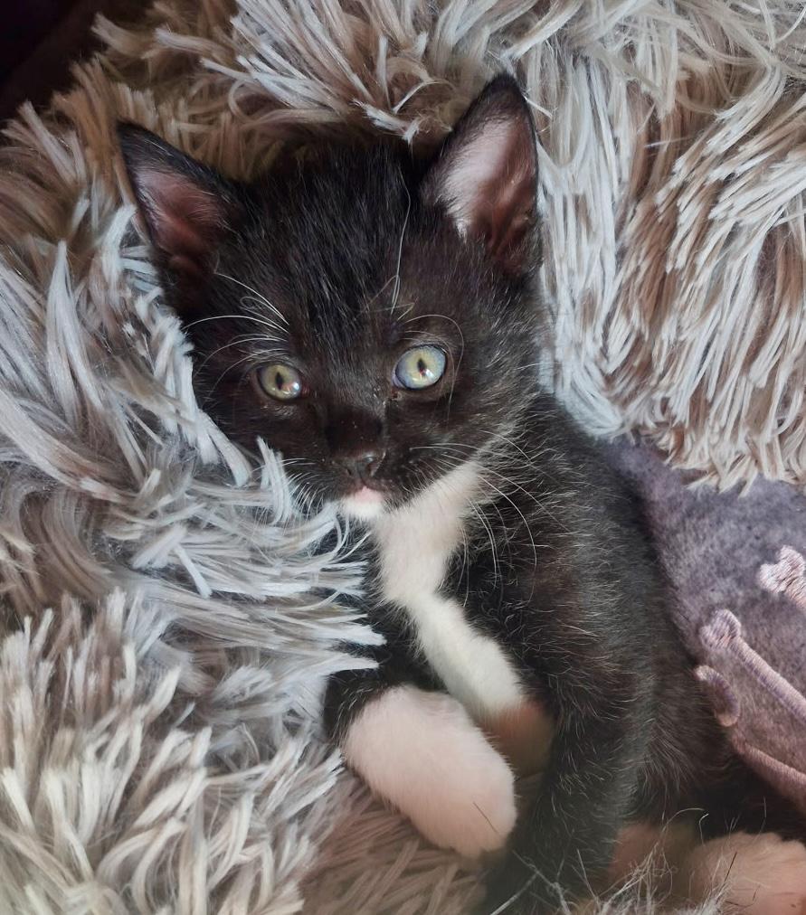 Talen, a Adoptable Domestic Short Hair in Port Washington, WI image 5/5